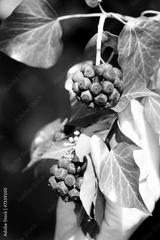 preview bw