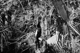 preview bw