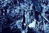 preview cold