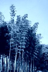 preview cold