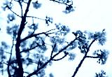 preview cold