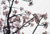 preview original