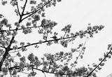 preview bw