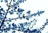 preview cold