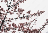 preview original