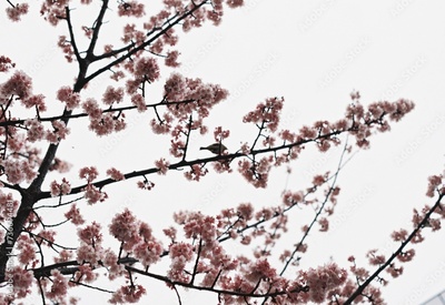 image to crop