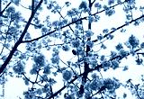preview cold