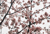 preview original