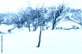 preview cold