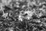 preview bw