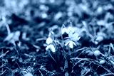 preview cold