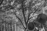 preview bw
