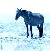 preview cold