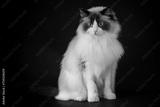 preview bw