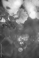 preview bw
