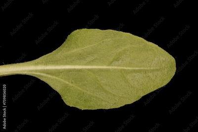 image to crop