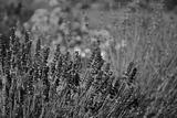 preview bw
