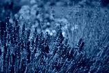 preview cold