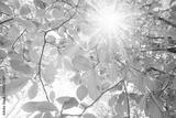 preview bw