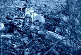 preview cold