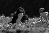 preview bw