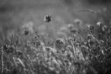 preview bw