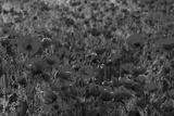 preview bw