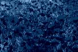 preview cold