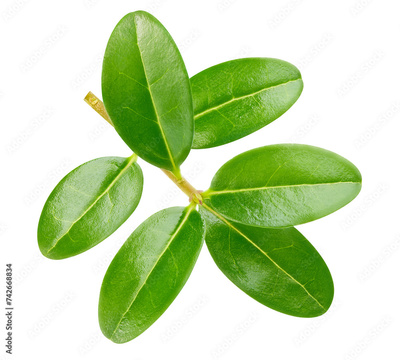 image to crop