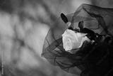 preview bw