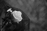 preview bw