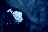 preview cold