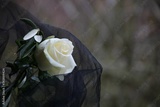 preview original