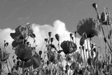 preview bw
