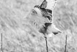 preview bw
