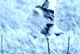 preview cold