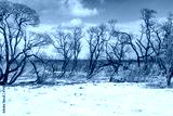 preview cold