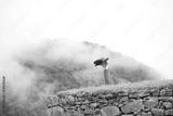 preview bw