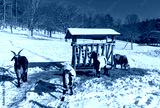 preview cold
