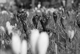 preview bw