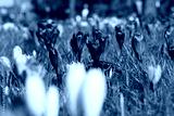 preview cold