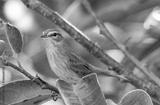preview bw