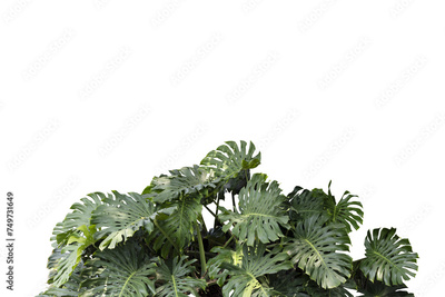 image to crop