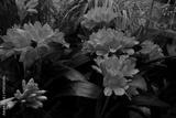 preview bw