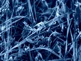 preview cold