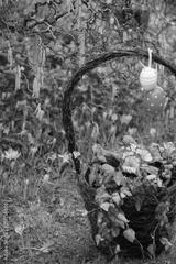 preview bw