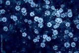 preview cold