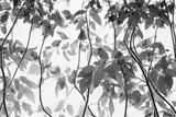 preview bw