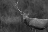 preview bw