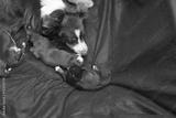 preview bw